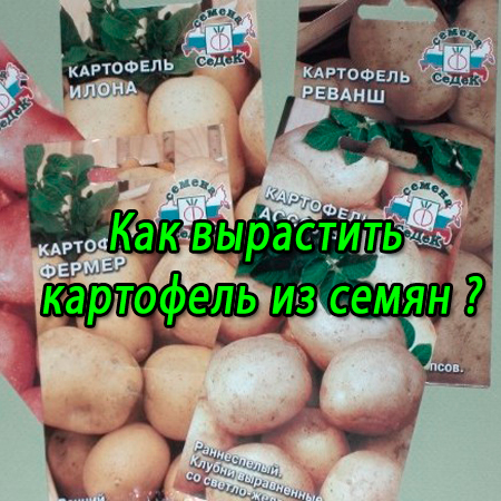 Как вырастить картошку из семян в домашних условиях Как вырастить картошку из семян в домашних условиях
